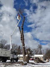 Logo for MJA Tree Service, LLC