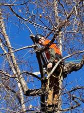 Avatar for Pester & Meier Tree Care - Inicio Facebook