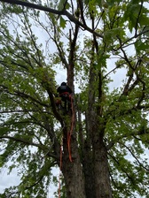 Logo for 22's Tree Service