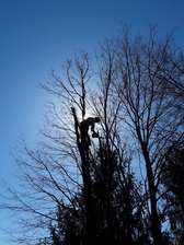 Avatar for DG Tree Service