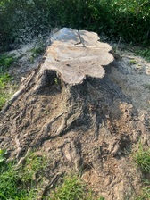 Avatar for Lewis Stump Grinding