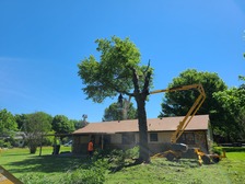 Logo for Callahan Tree Care, LLC