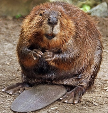 Avatar for Queenscreek Wildlife Animal Control - Accueil Facebook
