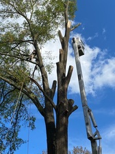 BNC Tree Service logo