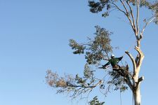 Logo for Son Ship Tree Care