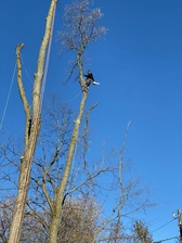 Elm Tree Service logo
