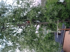 Avatar for Top Notch Tree Solutions