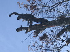 Expert Tree Service, LLC logo