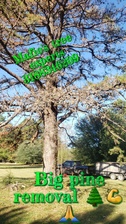 Avatar for Mafio's tree experts, LLC - Home  Facebook