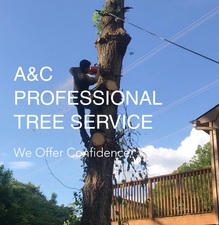 Logo for A & C Professional Tree Service