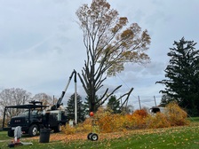 Avatar for 4 Twin Tree Service, Corp.