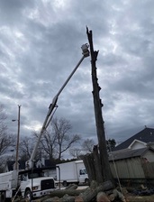 Garay Tree Service logo