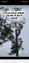 Avatar for Warren tree service