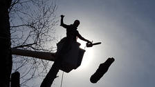 Tall Oaks Tree Service logo