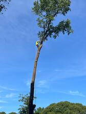 Logo for M&S Tree Services