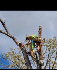 Avatar for B S Tree Service