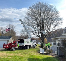 Logo for Davis Tree Service & Lawn Care