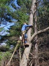 Avatar for T's Trees