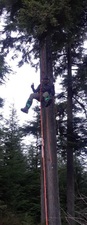 Avatar for JJs Tree Service