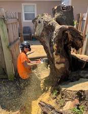 Detail Tree Works & Landscaping logo