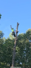 Avatar for Above The Horizon Tree Service