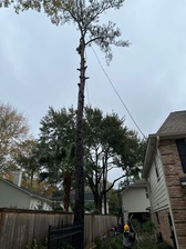 Avatar for Texas Tree Pros