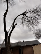 Adela's Tree Services logo