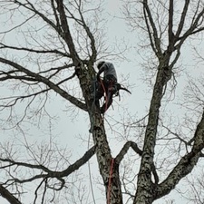 Logo for Elite Arborist Tree Expert LLC