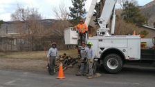 Logo for LG Tree Services