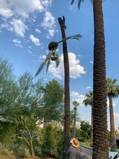 Logo for Phoenix Tree Service