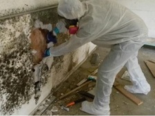 Avatar for Mold & Abatement Services