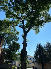Garcia Tree Service and Landscaping logo