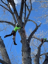 Logo for Wilson's Wood Yard and Tree Service