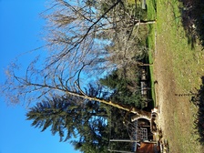 Sky High Tree Solutions, LLC logo