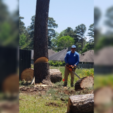 Logo for Molina Tree Services