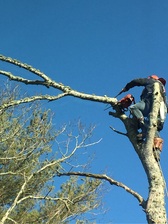 Logo for Nick Costas Tree Service