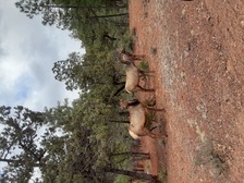 Avatar for Granite Mountain Tree Works