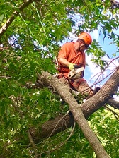 Logo for Your Tree Guy, LLC