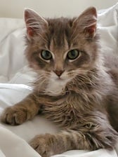 Avatar for Kittens Cleaning Service