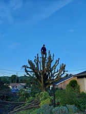 Avatar for Simpson's Elite Tree Service