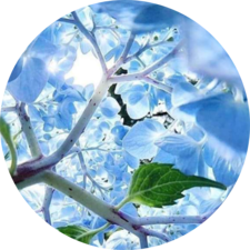 Blue Ridge Landscape Maintenance, LLC logo