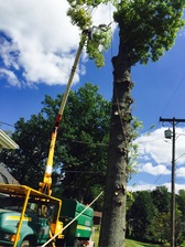 Avatar for AM Tree Experts, LLC