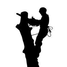 Logo for Hearn's Ferns: Tree Care & More LLC