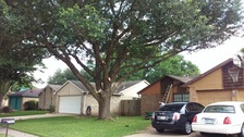 Avatar for Big Burts Tree Trimming & Landscaping Service