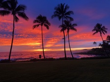 Avatar for Aloha Tree Care