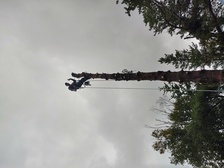 Logo for Wenzels Tree Service