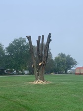 Logo for Lee's Turf & Tree