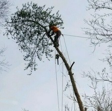Avatar for Treemendous Tree Work
