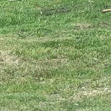 Avatar for Covington Lawn Care