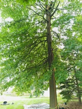 Logo for Myers Arbor Care